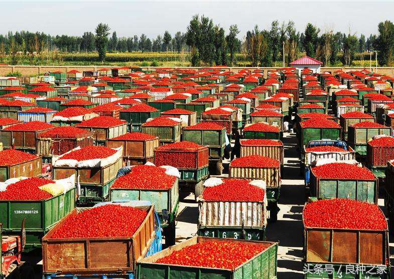 餐桌上常见的本土作物是什么,10种常见的粮食作物