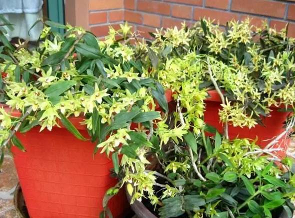 12种药材,滁州道地药材有哪些