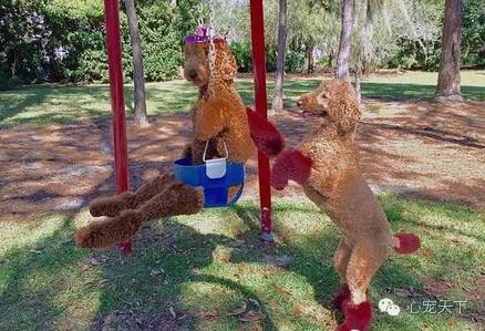 一群逆天的巨型贵宾犬,软萌的大型犬巨型贵宾犬