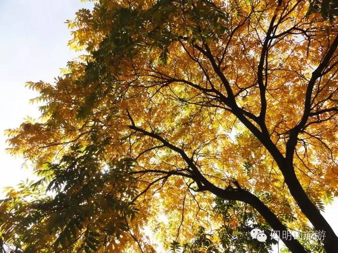 过季就来不及了，快去四明山上捡“黄金果”！（附全攻略）