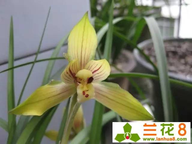 兰与茶团购,兰与茶介绍