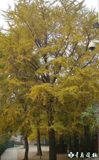 岛城秋韵,“杏”好有你