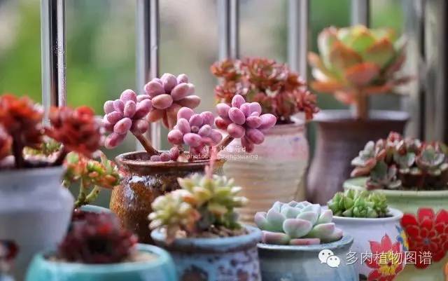 阳台上漂亮的多肉,阳台上的多肉又变美了