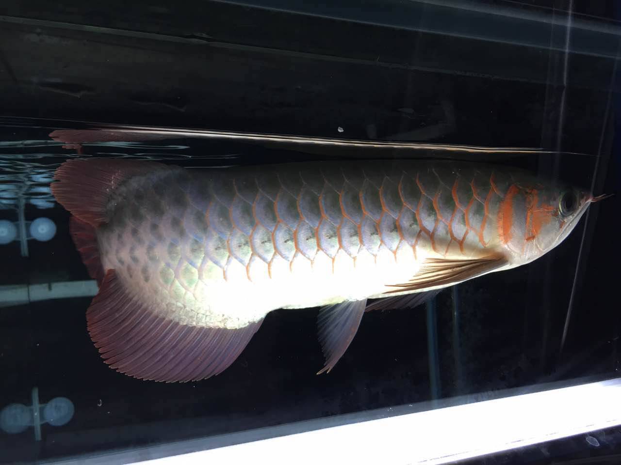 养鱼新手语录大全,养鱼翻车语录