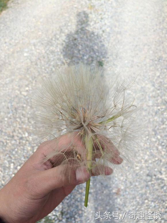 在美国旅游视频教学,美国自由行自驾游