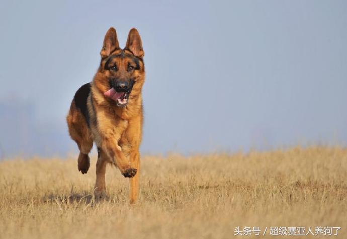 怎么训练德国牧羊犬保护主人,咋样训练牧羊犬