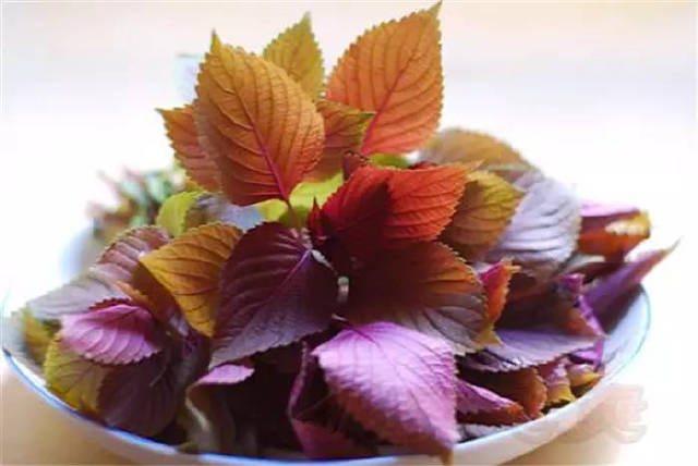 阳台种花草很麻烦,阳台种花草长茂盛了