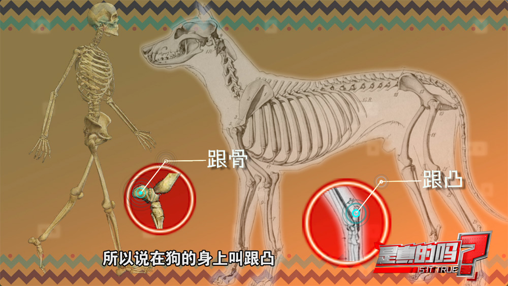 小狗的耳朵怎么会朝后,小狗正常站立脚是朝外的吗