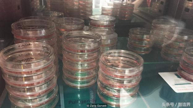 “我们正在体外培育大脑”