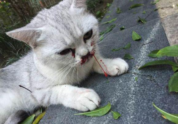 猫咪口吐红色血液露舌头,猫咪口吐鲜血腹式呼吸