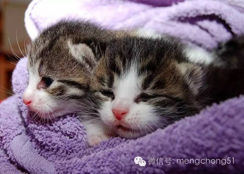 猫咪拉肚子应该怎么办,猫咪拉肚子怎么治疗