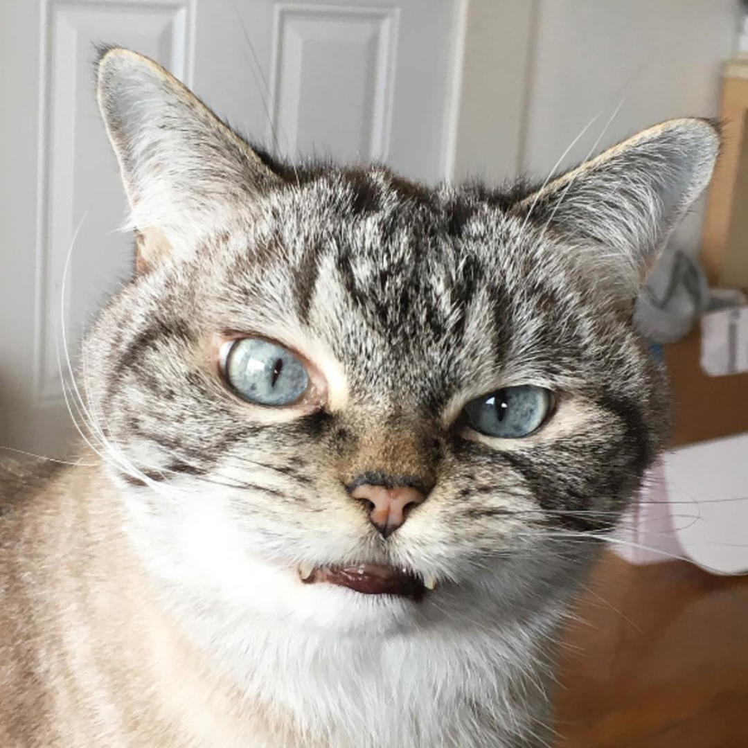 这只猫长得眉清目秀,这只猫眼神犀利无比