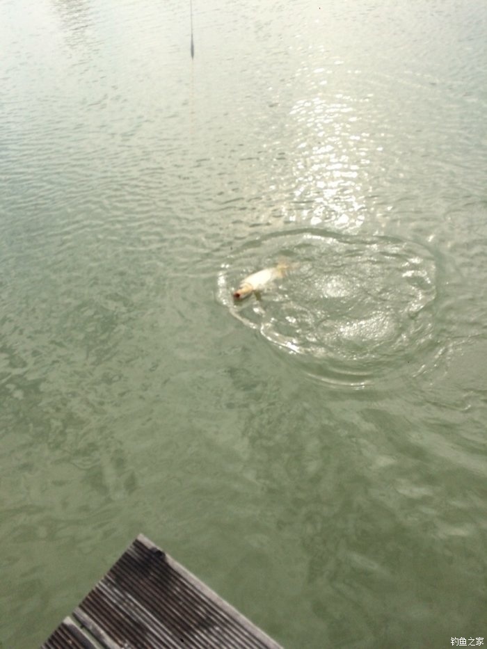 新手入门鱼竿推荐品牌,新手入门推荐鱼竿