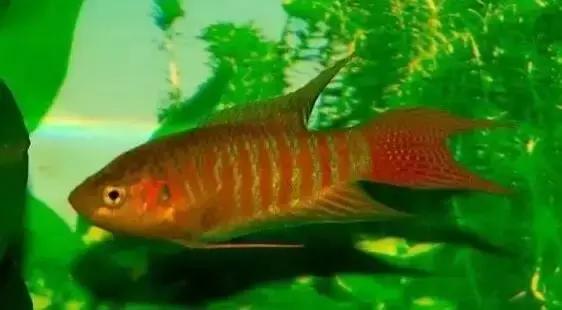 8090后养过的宠物,盘点那些年养过狗狗的视频