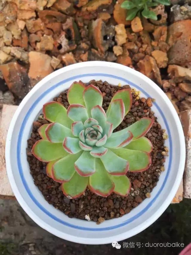 多肉在不经意间治愈你,多肉独立而坚强