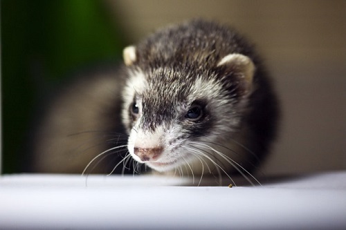 宠物貂怎么那么臭,宠物貂臭是什么原因