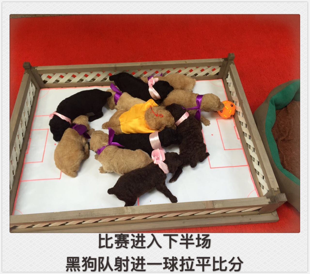 狗踢足球跳起射门视频,踢足球狗狗上前抢球视频