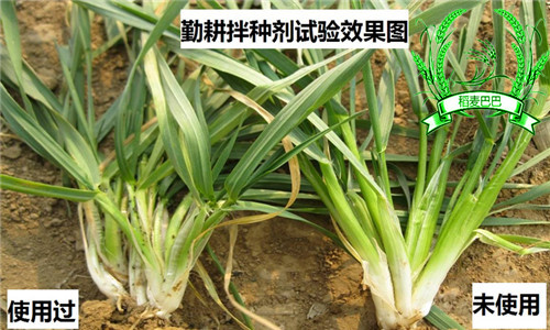 小麦拌种防病治虫高产管理技术,小麦一喷三防确保农民有个好收成