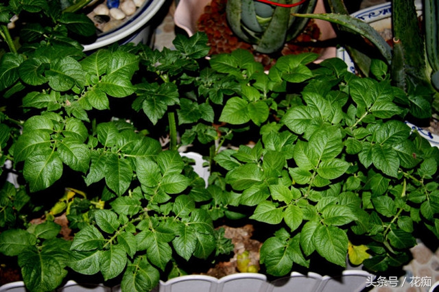 土豆出芽种植盆景,长芽的土豆怎么沤肥