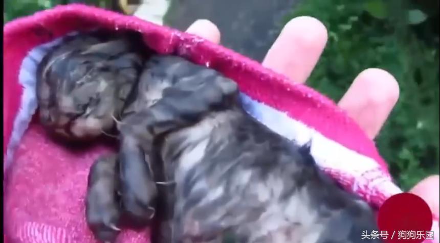 小奶猫被抛弃在垃圾桶收养,小奶猫被主人抛弃被别人捡到