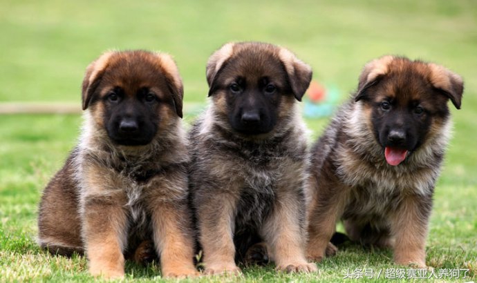 刚生产完的德牧老母狗如何饲养,德牧母狗初次生产幼崽过程