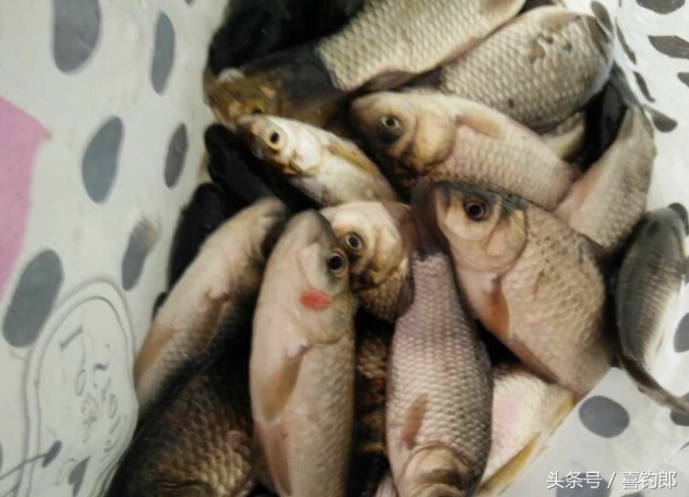 新竿发售便宜吗,新竿试钓视频