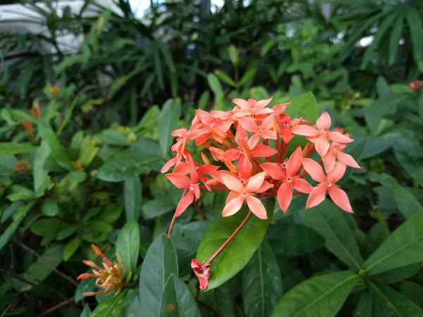 努比亚minis值得买吗,努比亚minis怎么样