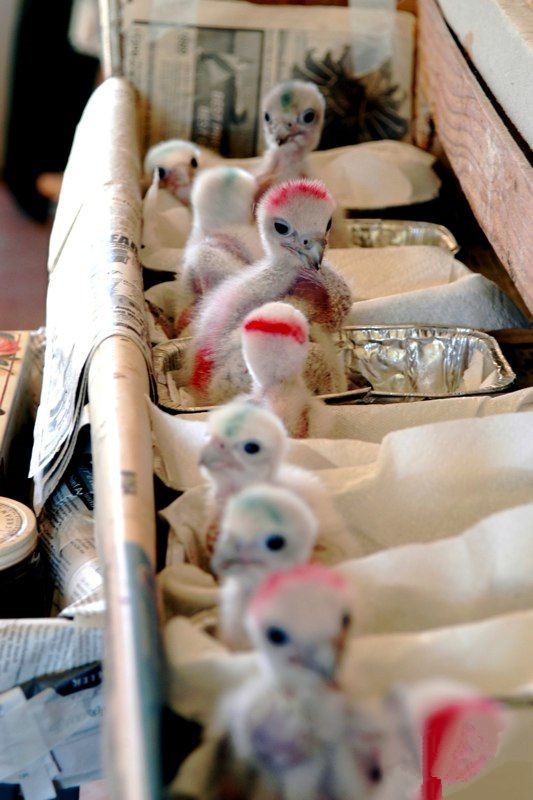 john加拿大,矛隼孵化过程