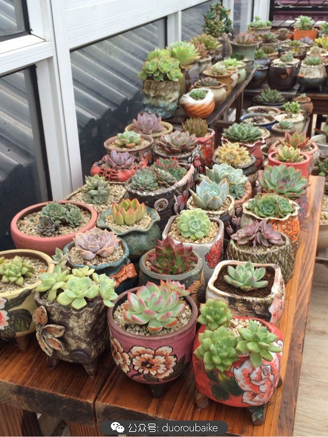 台风来了多肉已搬到安全的地方,台风来了多肉植物搬不动