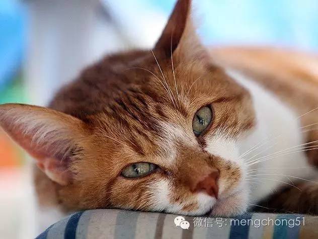 猫咪拉肚子应该怎么办,猫咪拉肚子怎么治疗