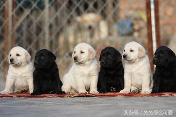 有什么常见的狗狗品种,这些不常见的狗狗品种你认识几个