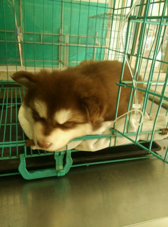 阿拉斯加8个月容易得细小么,阿拉斯加5个月得细小怎么办