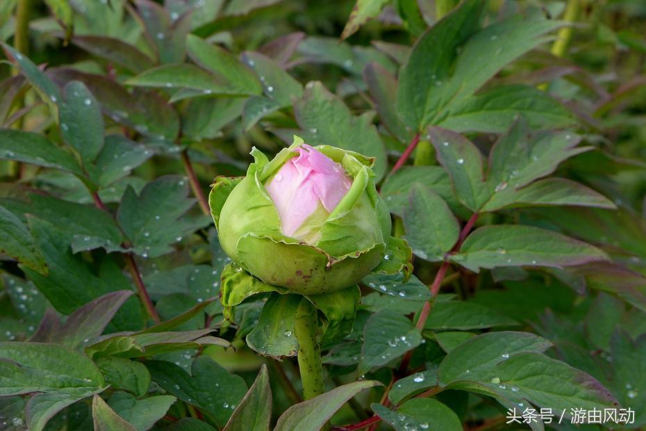 洛阳国际牡丹园门票,洛阳国际牡丹园图