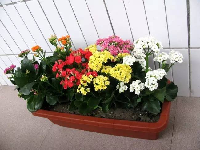 适合在家养有发财寓意的植物,客厅放什么植物寓意好又好养