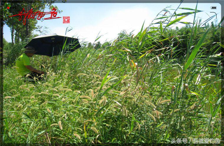 原创我爱飞鱼耍耍耍