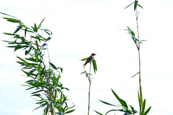 三亚最美的地方在哪里,三亚世界上最美的海在哪里