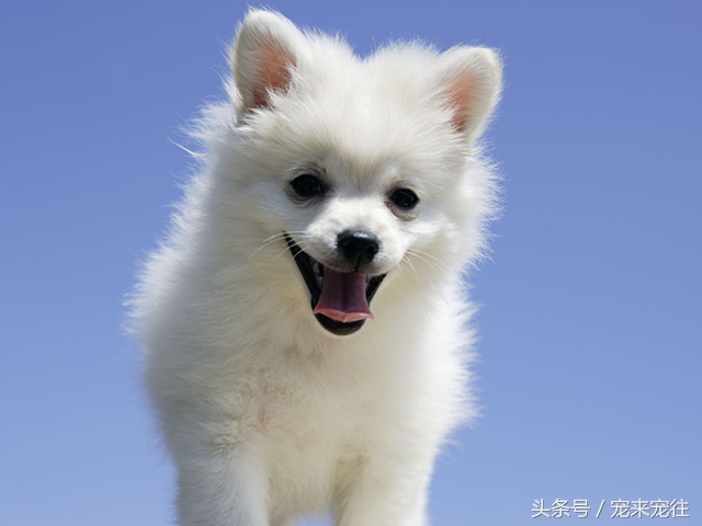 狗的饲养指南在线阅读,狗的饲养技巧与注意事项