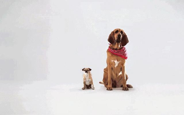 几个细节判断你的宠物是否爱你,如果你的宠物有残疾还会爱它吗