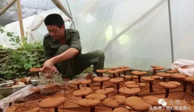 关于灵芝孢子粉新闻视频,央视报道灵芝孢子粉的功效