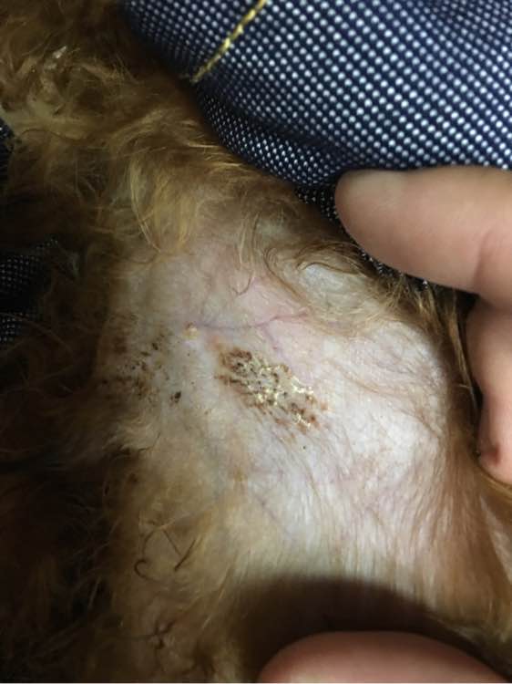 捡到了一个小狗狗宝宝,捡到一只泰迪去宠物医院怎么检查