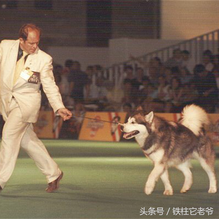 最快上车的阿拉斯加,来不及了快上车配音