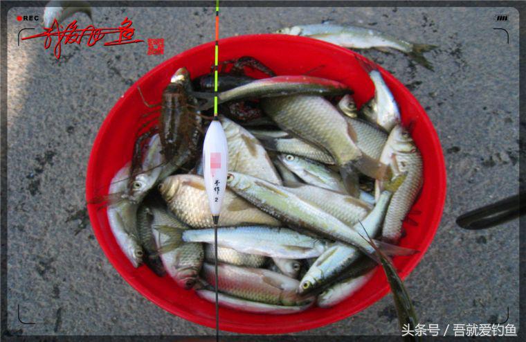 原创我爱飞鱼耍耍耍