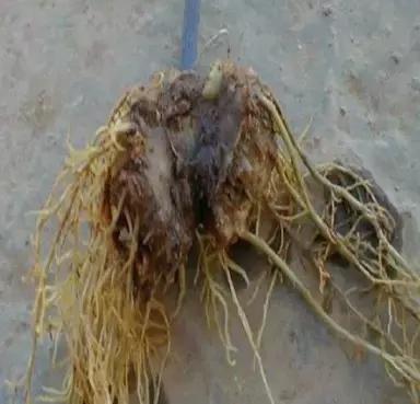 道地药材“三七”的植株病害识别与防治技巧宝典