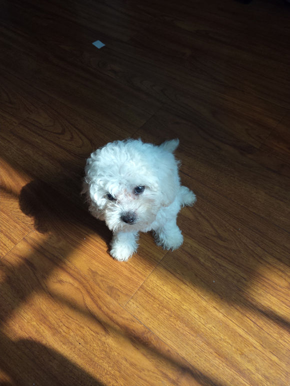 买了个比熊,买了一只比熊结果是个串串