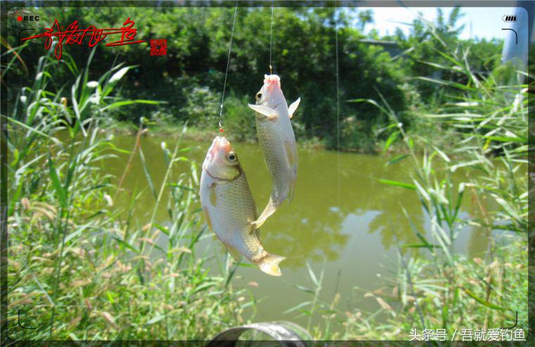 原创我爱飞鱼耍耍耍