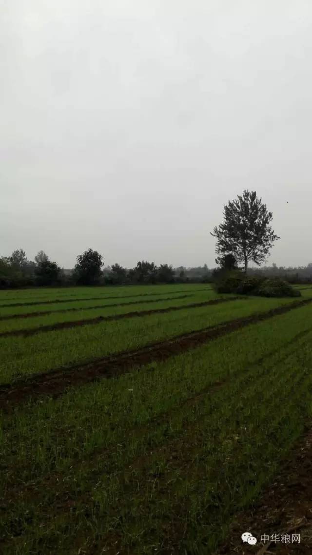 小雨绵绵正是水稻播种的时节,阴雨缠绵雨林