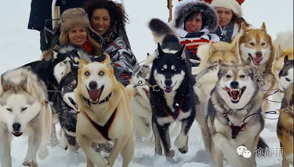 狗拉爬犁哈士奇,狗拉爬犁vs芬兰哈士奇拉雪橇