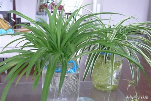 水培吊兰长根然后再栽在土里,怎样水培吊兰长得更好