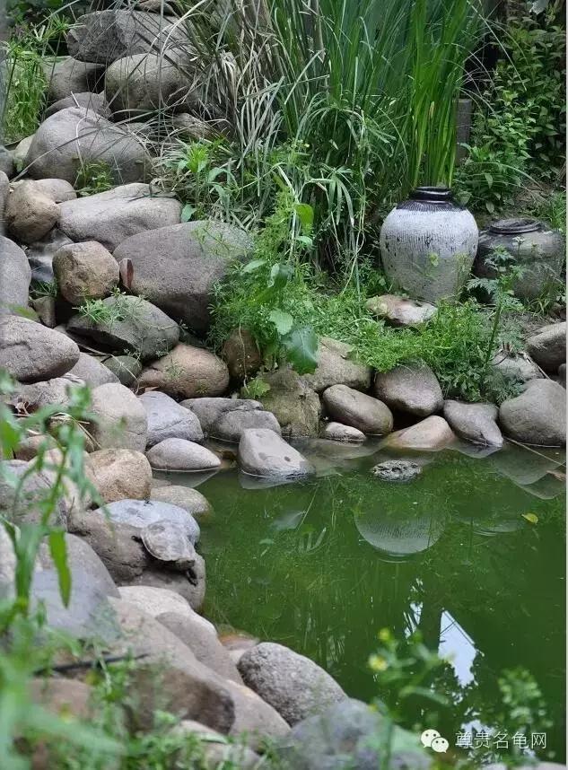 疯狂龟友，6次为龟修建豪华花园！