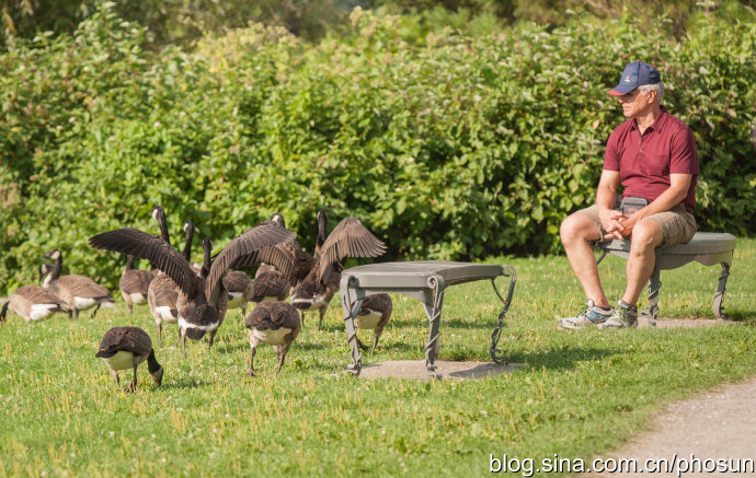 加拿大大雁泛滥成灾 (人类与大雁和谐共处视频)